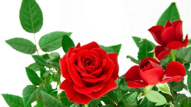 眉头.jpg 眉头.jpg